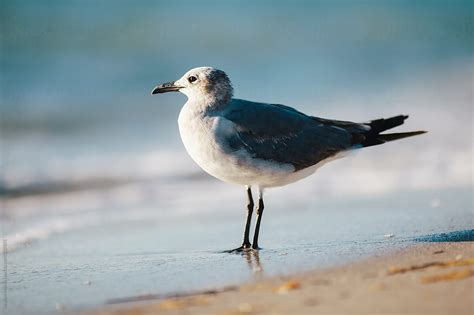 A Seagull By The Shore By Stocksy Contributor Stephen Morris Stocksy