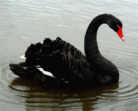 Black Swan Cisnes Cisne Negro Fotos De Aves