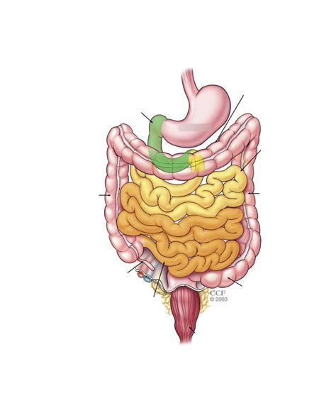 Digestive System Diagram Diagram | Quizlet