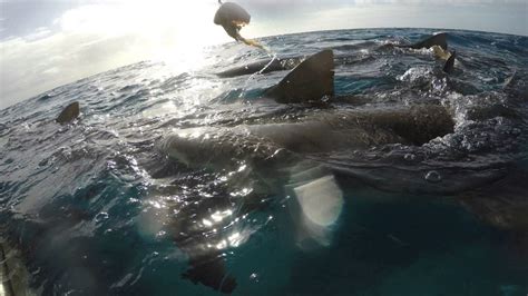 Close Encounter Sharks Up Close Youtube