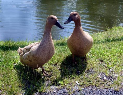 Duck Breeds 14 Breeds You Could Own And Their Facts At A Glance