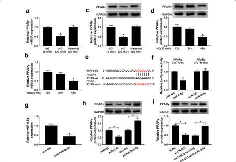 Casc Acted As A Cerna By Sponging Mir P To Facilitate Ppar