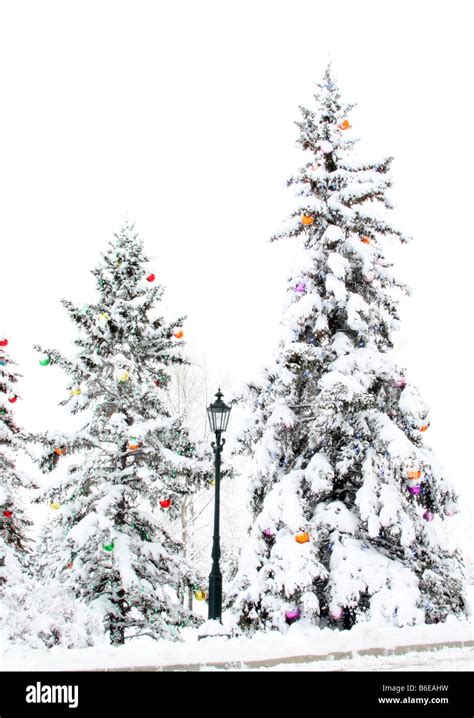 Decorated Christmas Trees In Snow Stock Photo Alamy