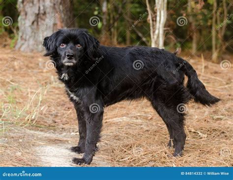 黑猎犬猎犬被混合的品种狗 库存照片 图片 包括有 多壳 交配动物者 拉布拉多 放置 人道 大牧羊犬 84814332