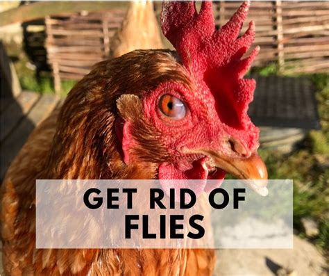 How To Get Rid Of Flies In Your Chicken Coop Naturally