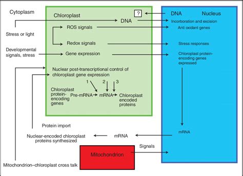 The Interactions Between Nucleus And Chloroplast Signals Are Download Scientific Diagram