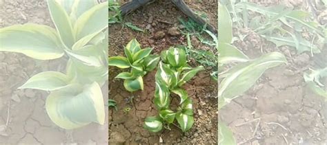 Хоста желтая, голубая, белая разные сорта купить в Волгограде | Товары ...