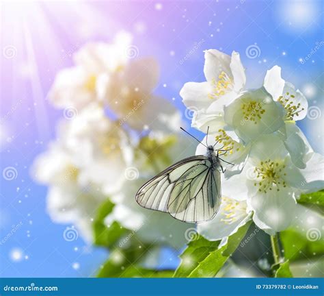 Butterfly On Jasmine Stock Photo Image Of Nectar Beautiful 73379782