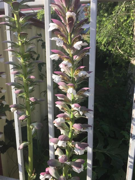 Pretty plant growing over from my neighbors yard, would love to know