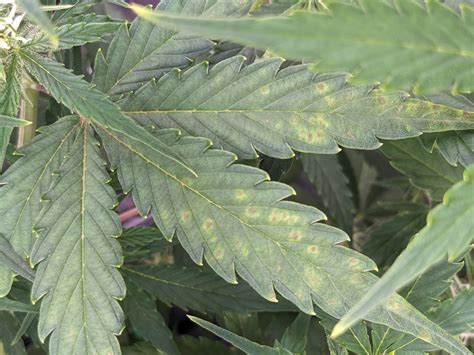 Leaf Septoria? grow question by JiggleBudz - GrowDiaries