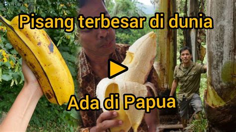 Pisang Terbesar Di Dunia Ada Di Papua Indonesia Youtube