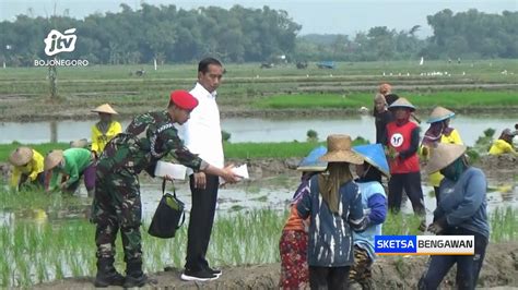 Tanam Padi Di Tuban Presiden Jokowi Dorong Petani Gunakan Pupuk