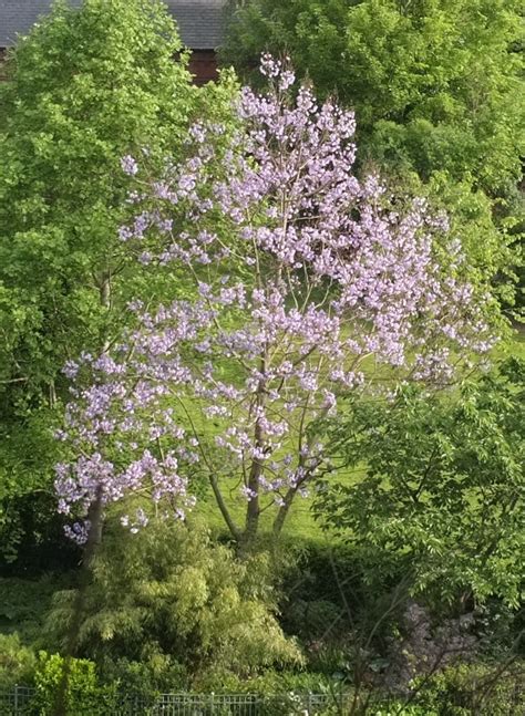 Paulownia - Trees and Shrubs Online