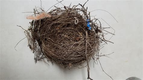 Random debris woven into bird's nest. : r/mildlyinteresting