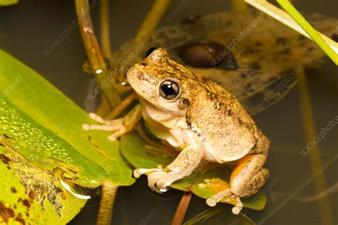 Emerald-spotted Tree Frog, Australia - Stock Image - F031/4794 ...