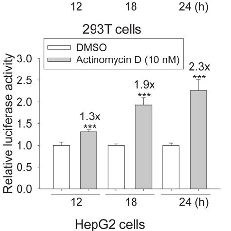 Phosphorylation Of Akt Induced By Actinomycin D Actd A 293 293t