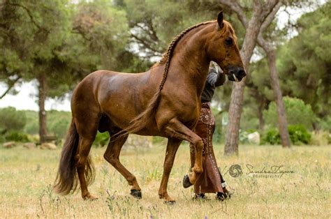 Lovely Chestnut Andalusian Stallion Horses Beautiful Horses