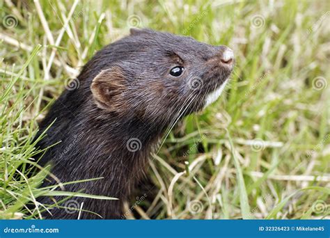 Visone Americano, Mustela Vison Immagine Stock - Immagine di parassita ...
