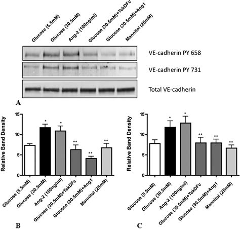 High Glucose And Ang Induce Ve Cadherin Phosphorylation In Vitro A