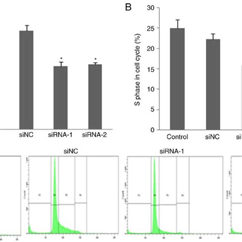 Cell Proliferation And Cell Cycle Assay After Knockdown Of FUT7 MHCC97