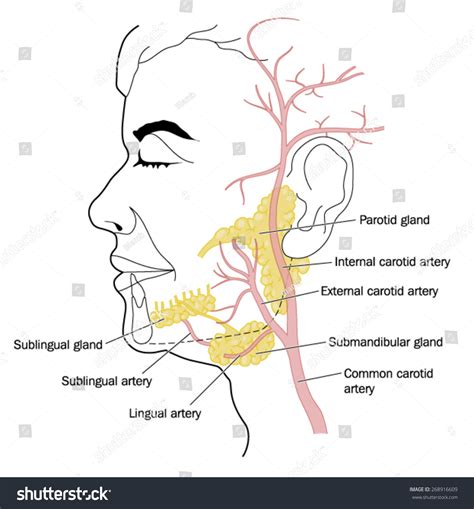 Salivary Glands Blood Vessels Neck Face Stock Vector 268916609 ...