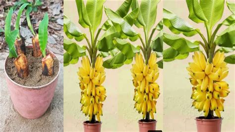 How To Grow Many Banana Tree From Banana Fruit Simple Method