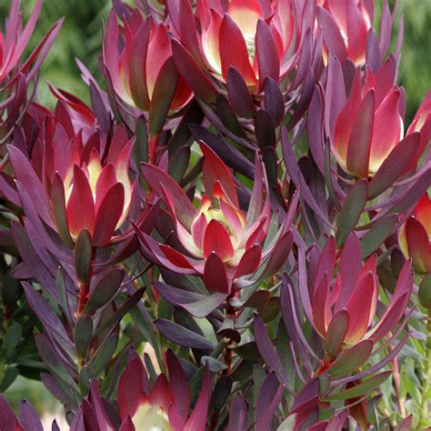 250mm Devils Blush Leucadendron Salignum Bunnings Australia