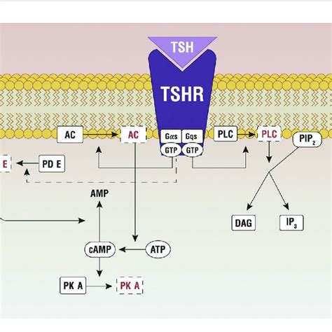 Principal Pathways Active By The Tsh Tshr Binding Ac Adenylate Download Scientific Diagram