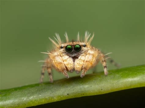 5 Fakta Unik Laba Laba Ulat Pelompat Mirip Ulat Bulu