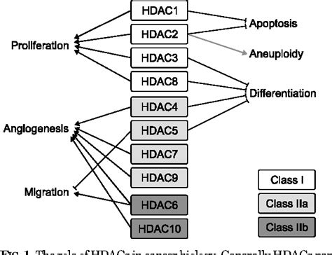 [PDF] HDAC and HDAC Inhibitor: From Cancer to Cardiovascular Diseases | Semantic Scholar