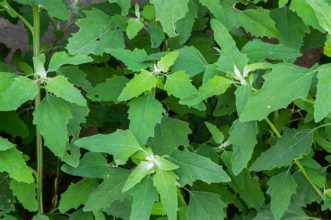 What is the Nutritional Value of Bathua Leaves and Are Bathua Leaves ...