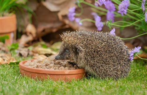 Der Igel Ist Das Tier Des Jahres 2024 WEB DE