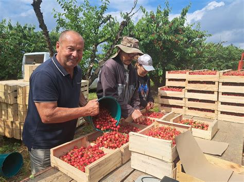 Avec le retour du soleil elles sont sucrées À Agen les cerises