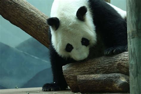 Panda Updates- Thursday, June 8 - Zoo Atlanta