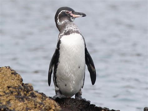 Pinguim das galápagos características reprodução alimentação