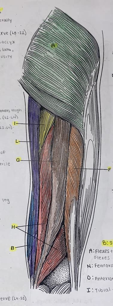 POSTERIOR THIGH Diagram | Quizlet