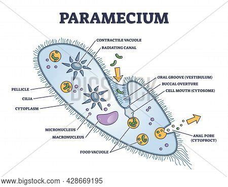 Paramecium Vector & Photo (Free Trial) | Bigstock