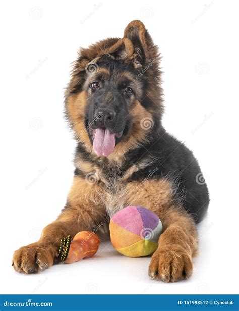 Pastor Alem O Do Filhote De Cachorro Foto De Stock Imagem De Isolado