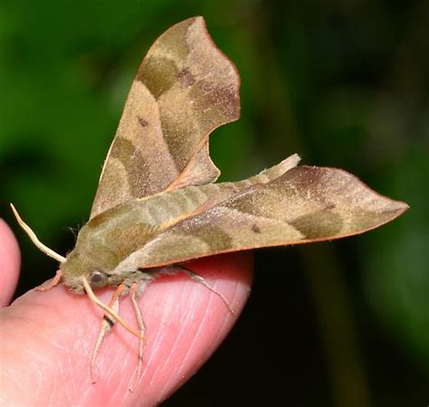 Virginia Creeper Sphinx Darapsa Myron BugGuide Net