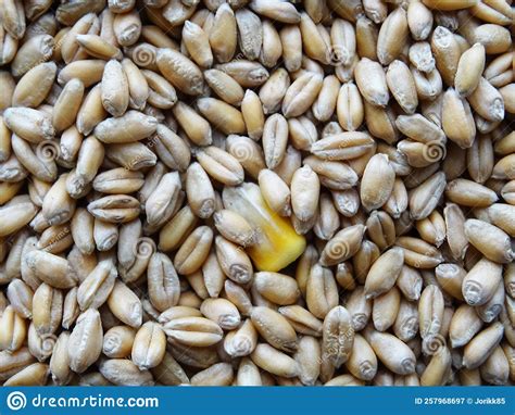 Grown Crop Of Cereals Wheat Seeds Close Up Stock Image Image Of