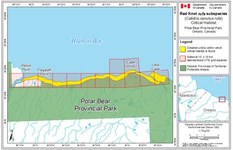 Red Knot rufa subspecies recovery strategy | ontario.ca