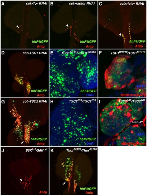 Expression Of The PSC Cell Specific Markers HhF4f GFP And Antp Was