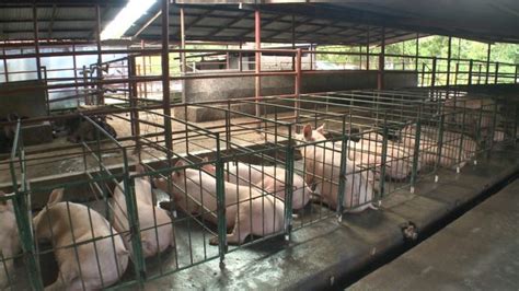 Nicaragua destaca incremento en la producción de carne de cerdo