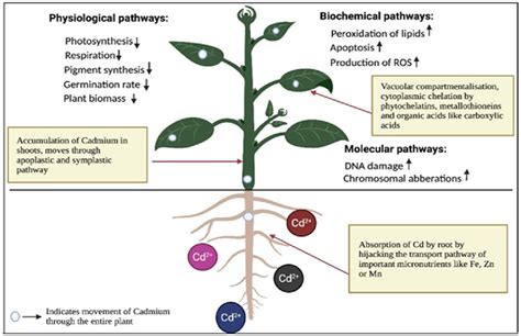 Figure From Nanoparticles Mediated Cadmium Toxicity Amelioration In