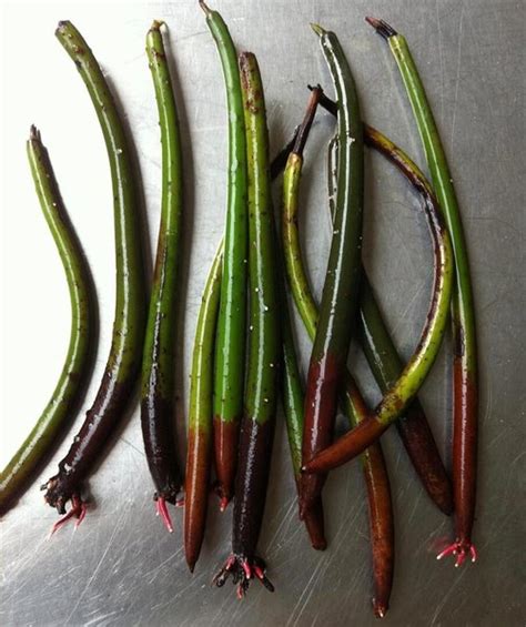 red mangrove seeds ended