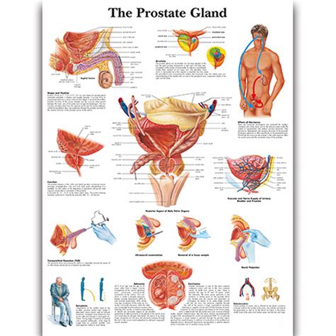 Anatomy Chart - The Prostate Gland