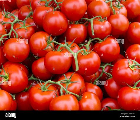 Fresh Picked Tomato Clusters On Display At The Farmer S Market Stock