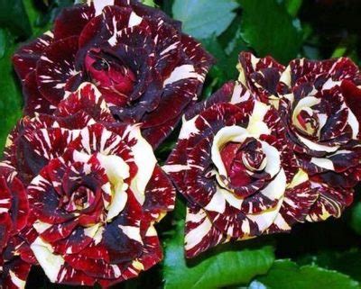 Роза Фокус Покус: отзывы, описание сорта, фото, видео, отзывы ...