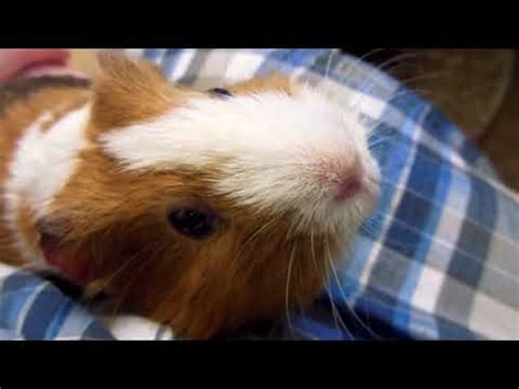 Why Is My Guinea Pig Coughing? (Causes & Remedies)