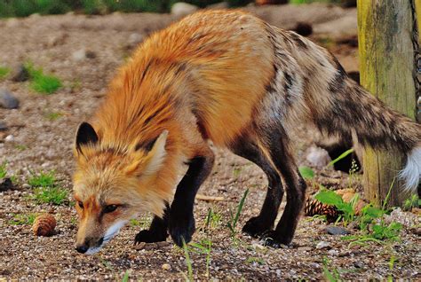 Free Images Nature Sweet Cute Portrait Predator Fauna Red Fox